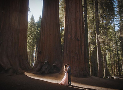 bigtrees.lightroomed.jpg