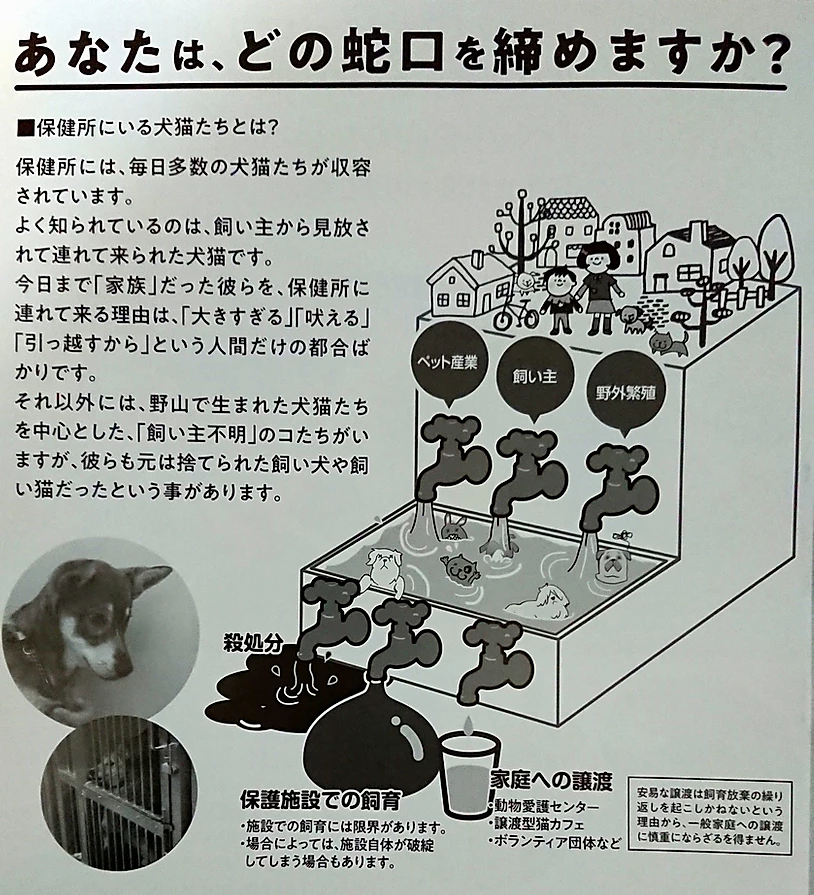 ペットロスケア セラピスト橘りんかの豆知識 49