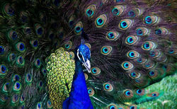 Pavo real en Fuente del Berro, Madrid