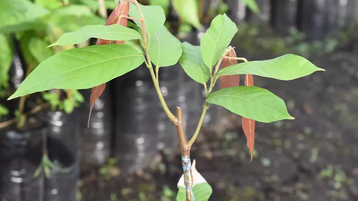 Fruto de cacao