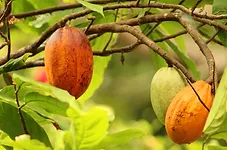 Fruto de cacao