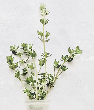Herbs_edited_edited_edited.jpg