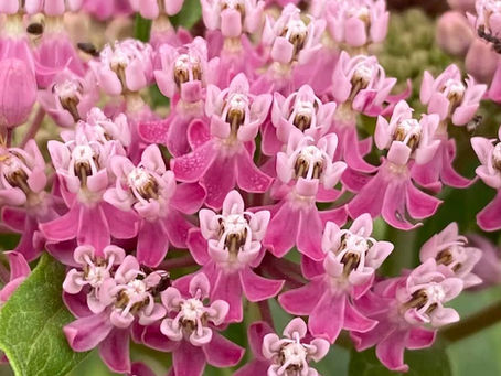 Native Plant Giveaway Sign-up - Now Live!