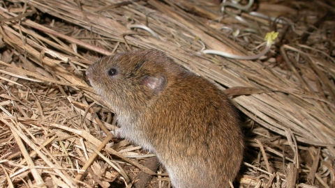 VOLE