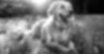 Golden_Retreiver_Health_Conditions_StreamZ_Blog_Top_Banner_Blog_Image-Max-Quality_1_-min_e