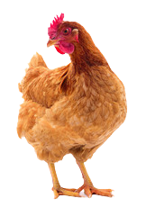 Chicken Farm
