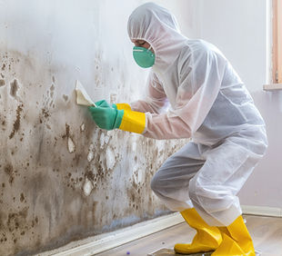 mold remediation service