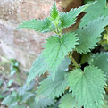 IMG_6228.jpeg