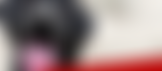 Following their lead: A pet's guide to mindfulness