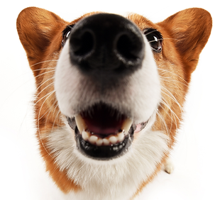 PP LLG 50% social posts (7).png