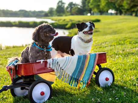 Pet Portraits: Iggy + Polinka