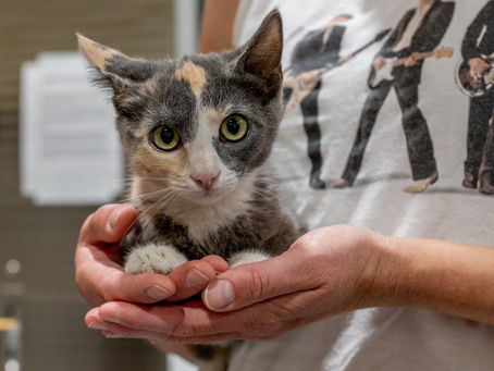 Pet Portraits: LAWS rescues cats