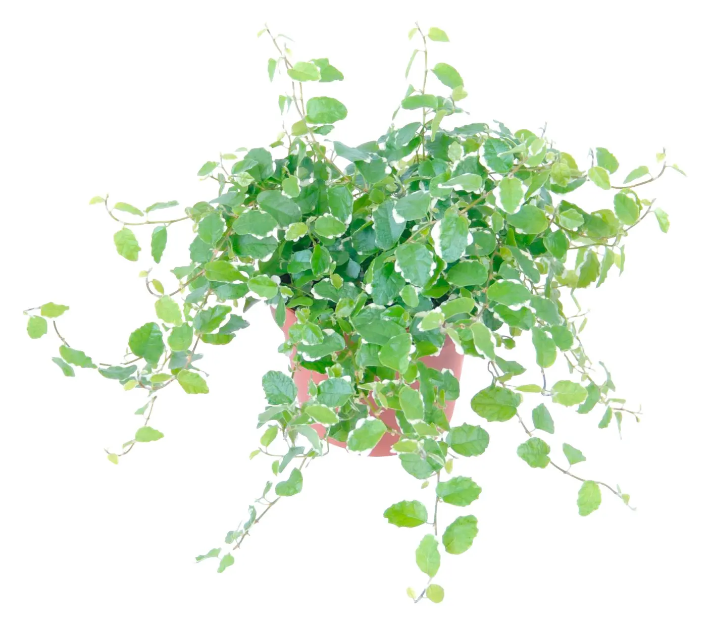 Ficus pumila "sunny"