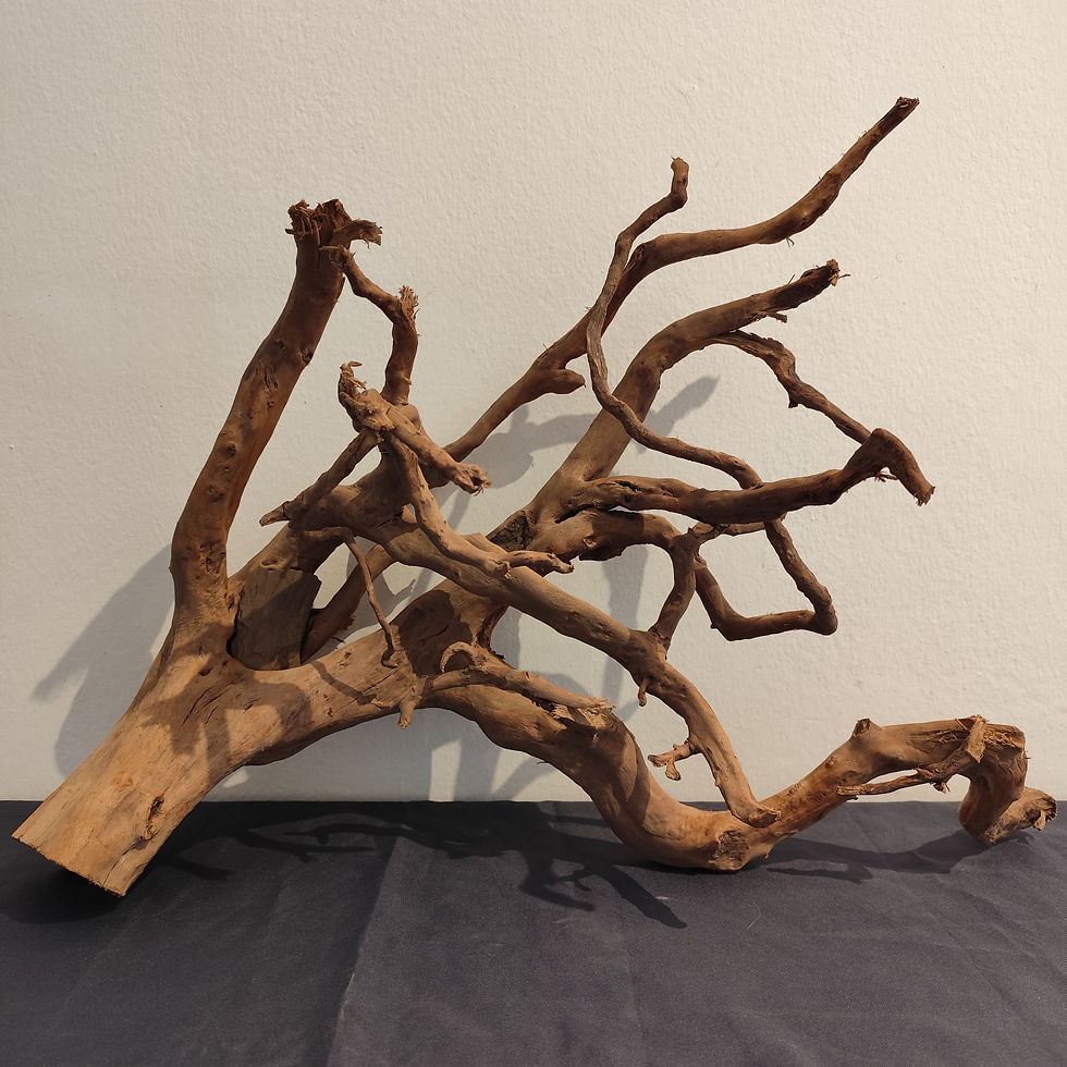 driftwood radice acquario terrario rettili paludario