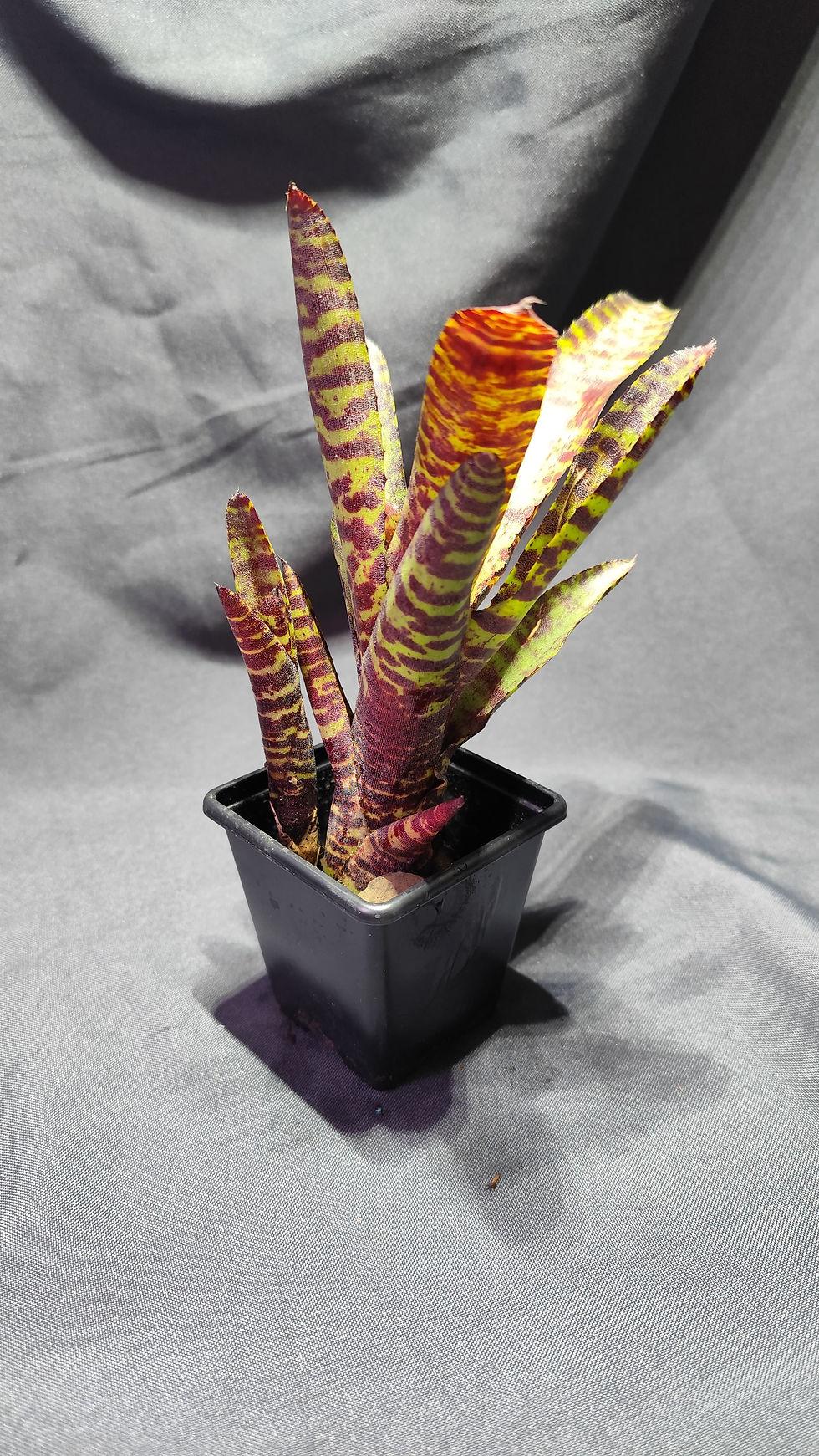 Neoregelia Purpurea Compacta