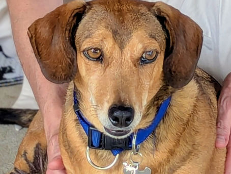 Dashing Daschie Alby