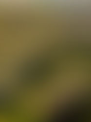 Noida Extension Flats