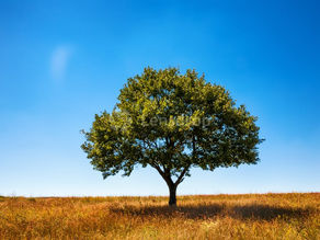 Parshas Shoftim - Man is a Tree in the Field