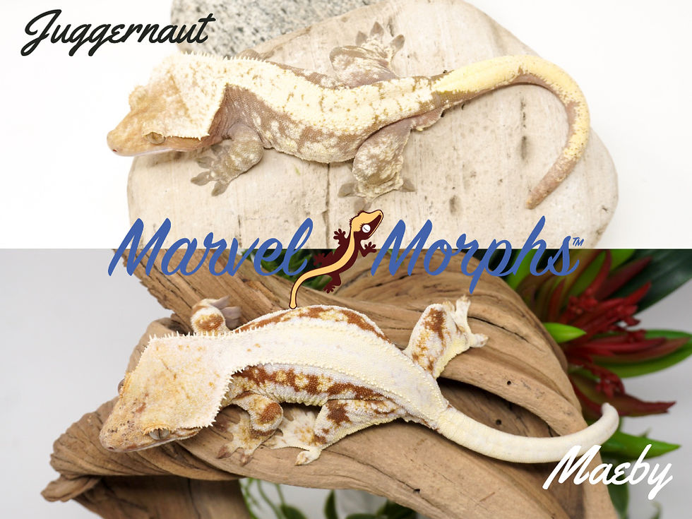 Thumbnail: Lilly White Crested Gecko Morph