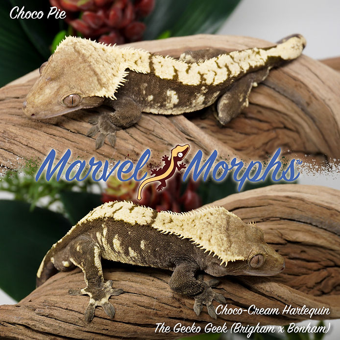 Marvel Morphs Logo.png