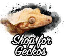 Shop For Geckos.png