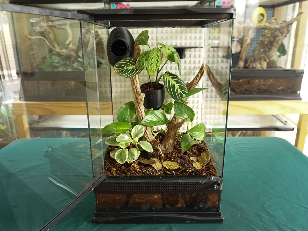 Thumbnail: Terrarium Tile Background 6Pack (fits 12x18" background)