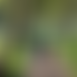 Medalla Localizador QR QuickID para Ancianos - Un Vínculo de Protección y Cariño