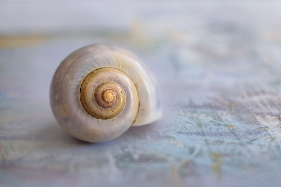 #escargot #geometriesacrée #coeurdenergie