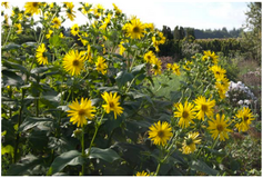 Vöggufífill viðbrögð?