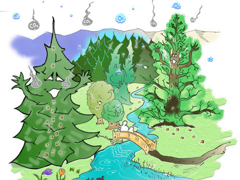 Hvað er kolefnisbinding með skógrækt?