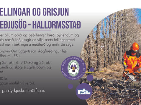 Trjáfellingar og grisjun með keðjusög - Hallormsstað