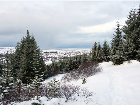 Skógrækt í þágu betra loftslags