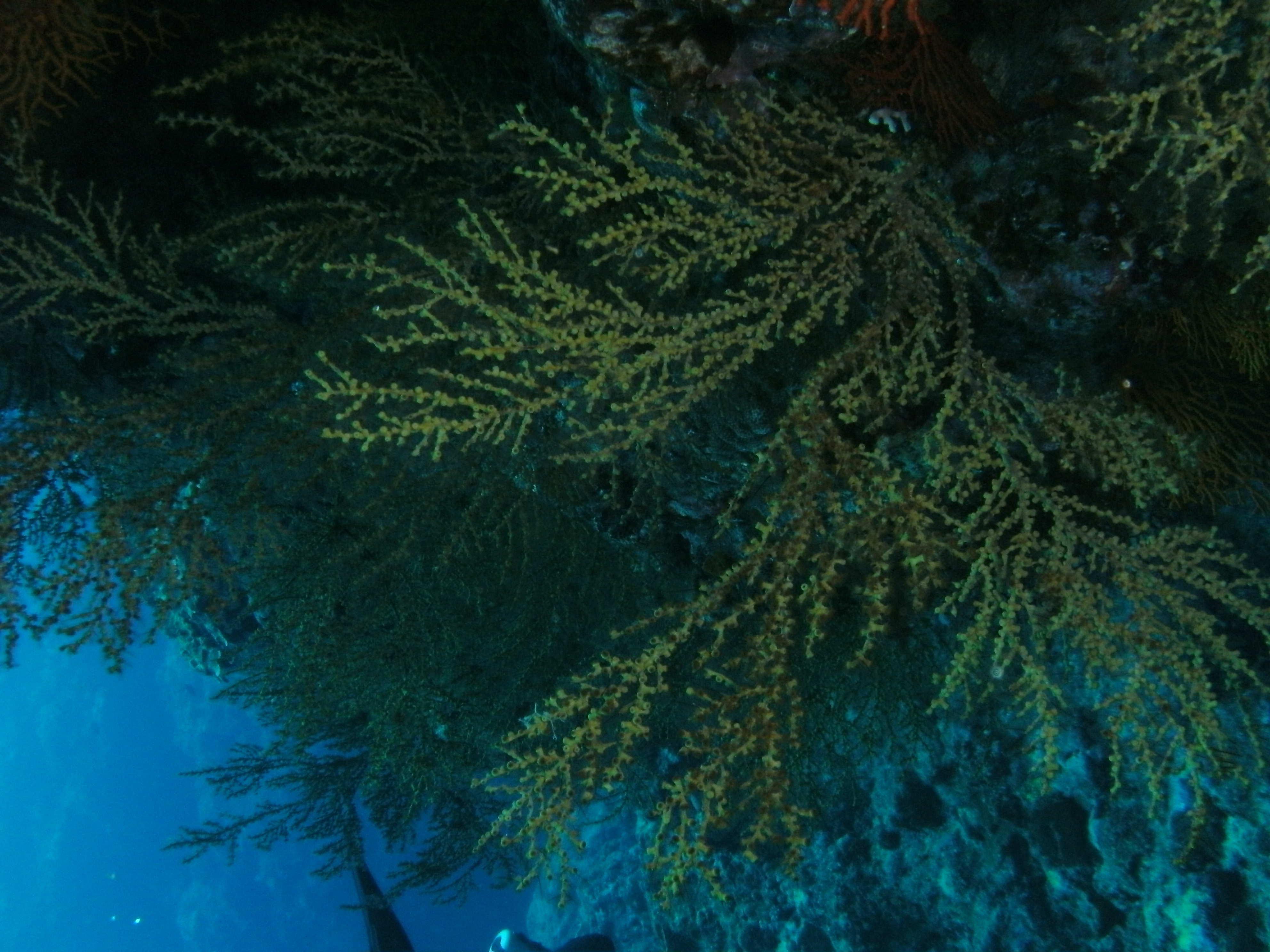 Night Dive Sea fan