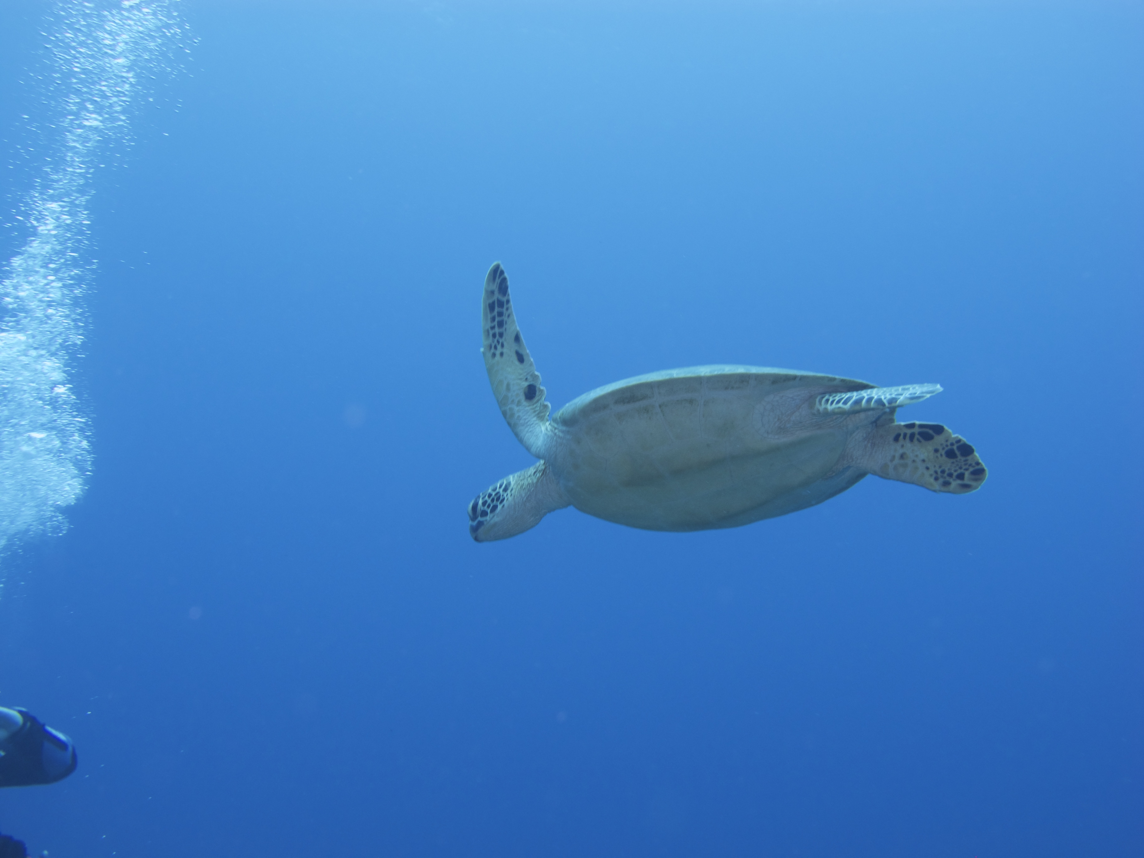 Turtle @ Keramas