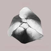 Peace Tulip