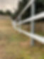 Equine white.jpg