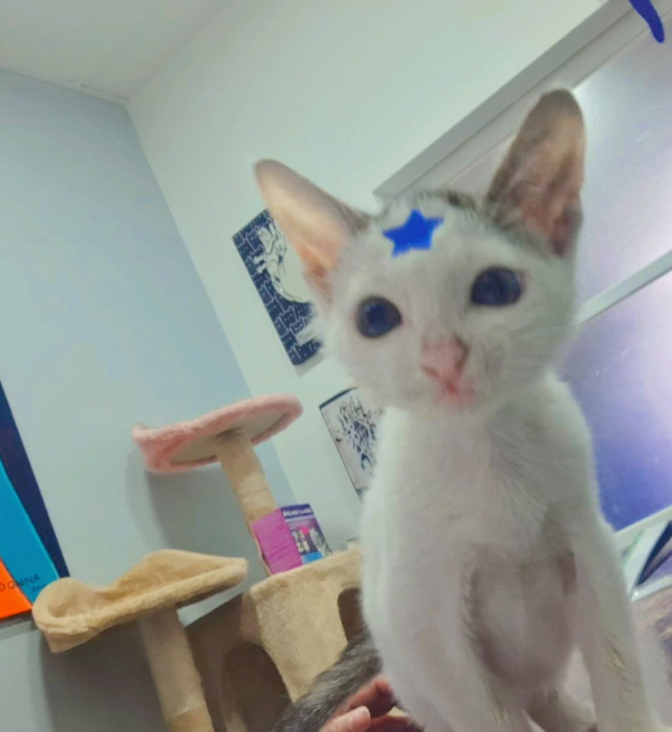 Estética felina para todos los tipos de felinos
