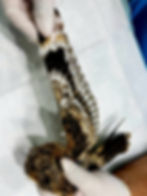 Mascota no convencional