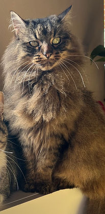 fifillou