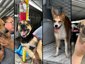 Another Hoarding Case