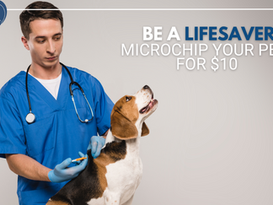 The Importance of Microchipping Pets