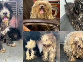 Commentary: Only PVAS could handle recent large animal hoarding cases