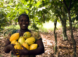 fruit-3247447_1920