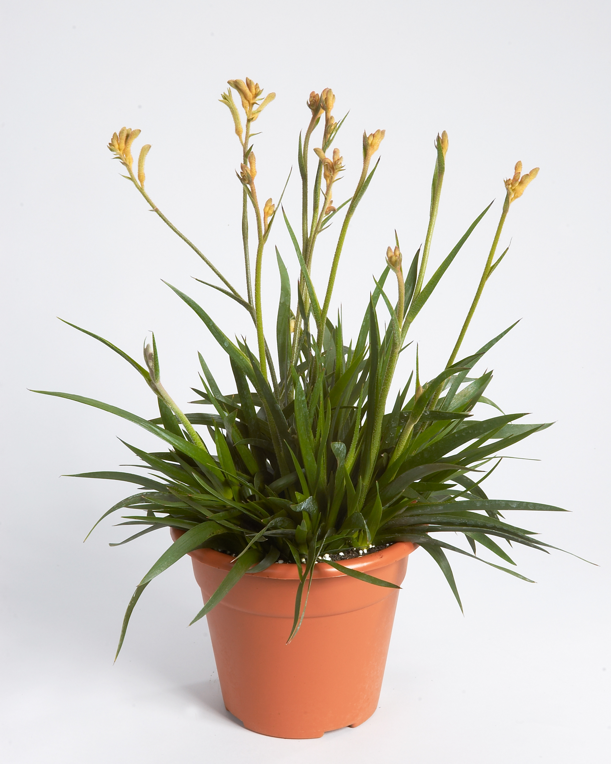 Anigozanthos - Aurora