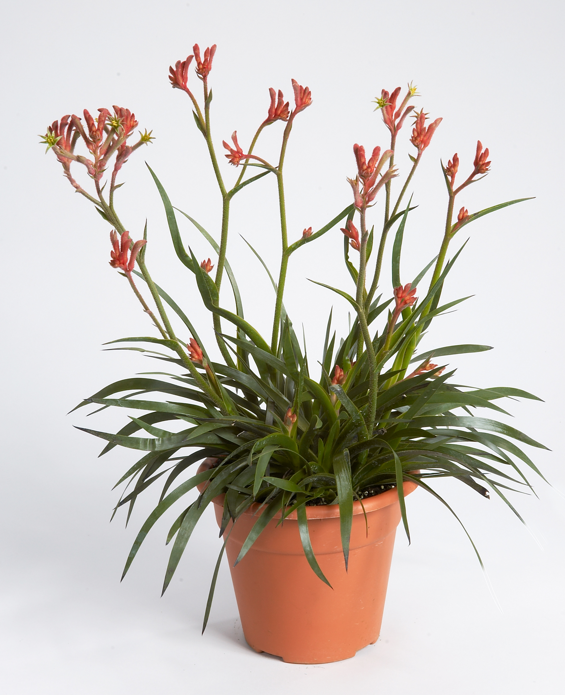 Kangaroo Paw Pot Plants nirnursery