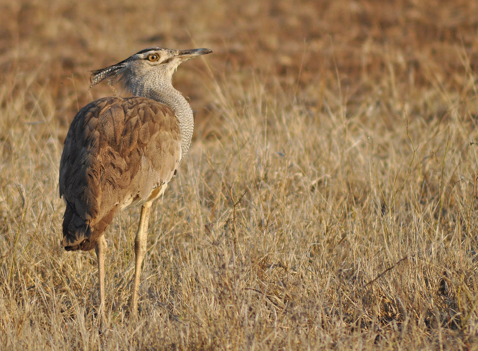 Kori Bustard