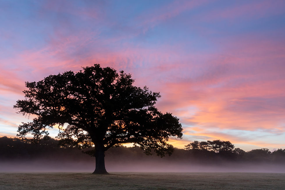 tree dawn pic.jpg