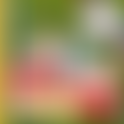 香港18區校網 - 復活節藝術比賽 (2026)