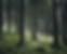 Reforestation-2.png