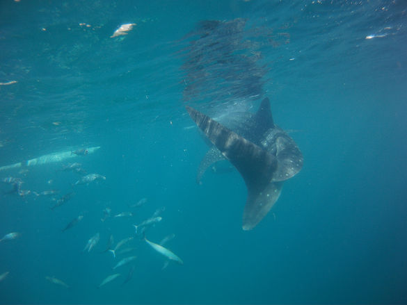 Whale Sharks